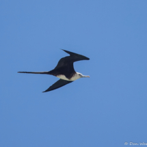 Magnificent Frigatebird-01