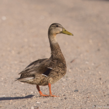 Mexican Duck-09