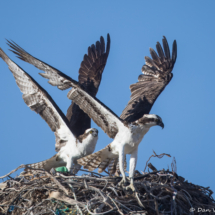 Osprey-07