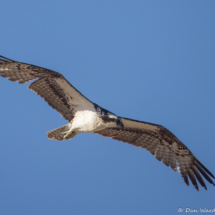 Osprey in Flight-02