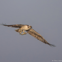 Osprey in Flight-34