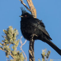 Phainopepla-Male-01