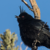 Phainopepla-Male-02