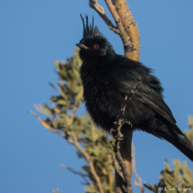Phainopepla-Male-03