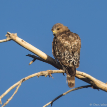 Red-shouldered Hawk-05