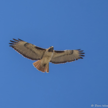 Red-tailed Hawk-07