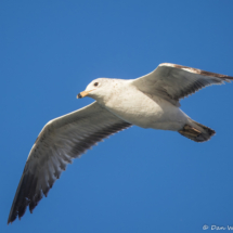 Ring-billed Gull-06