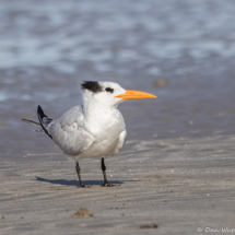 Royal Tern-09