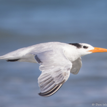 Royal Tern-12