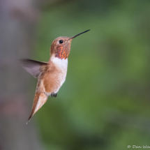 Rufous Hummingbird-Male-03