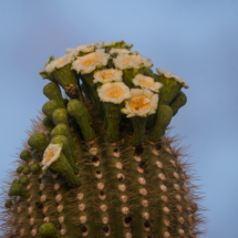 Saguaro Cactus Blooms-01