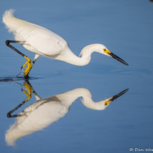 Snowy Egret-18