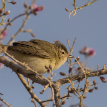 Warbling Vireo-01