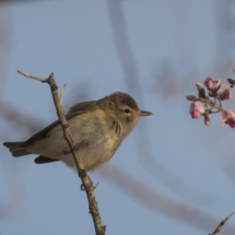 Warbling Vireo-02