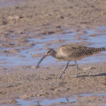 Whimbrel-02
