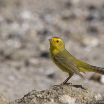 Wilson's Warbler-03