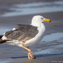 Yellow-footed Gull-12