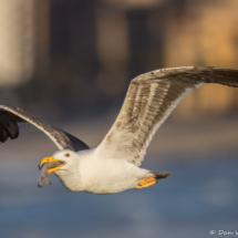 Yellow-footed Gull-54