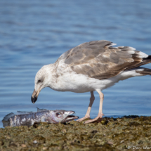 Yellow-footed Gull - Moray Eel-01