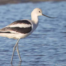 American Avocet-03