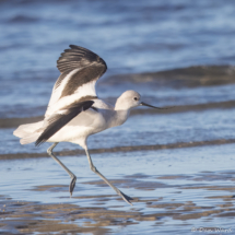 American Avocet-07
