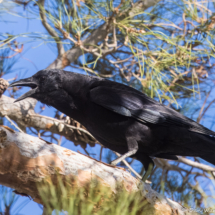 American Crow-07