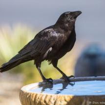 American Crow-08