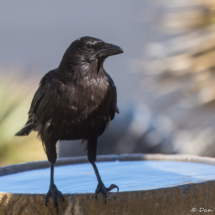 American Crow-11