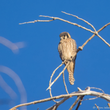 American Kestrel-02