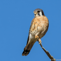 American Kestrel-09