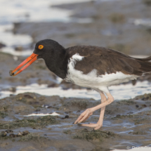 American Oystercatcher-09