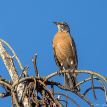 American Robin-01