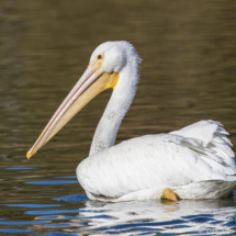 American White Pelican-02
