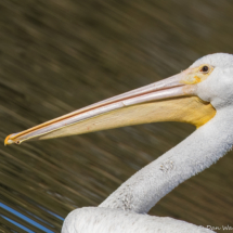 American White Pelican-03