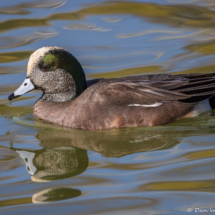 American Wigeon-01