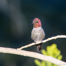 Anna's Hummingbird-05