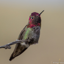 Anna's Hummingbird-Male-09