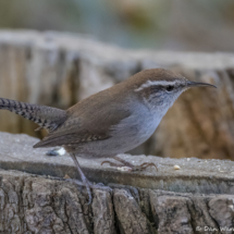 Bewick's Wren-01