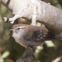 Bewick's Wren-13