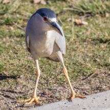 Black-Crowned Night Heron-01