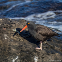 Black Oystercatcher-02