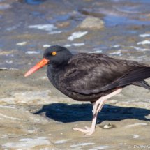 Black Oystercatcher-05
