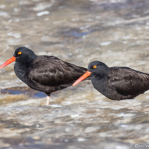 Black Oystercatcher-07