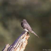 Black Phoebe-12