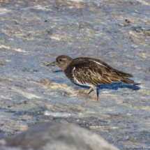 Black Turnstone-02