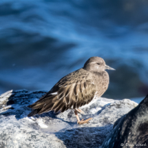 Black Turnstone-03