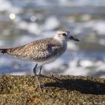 Black-bellied Plover-02