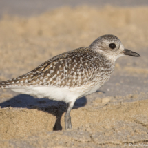 Black-bellied Plover-19