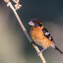 Black-headed Grosbeak-03