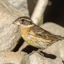 Black-headed Grosbeak-26